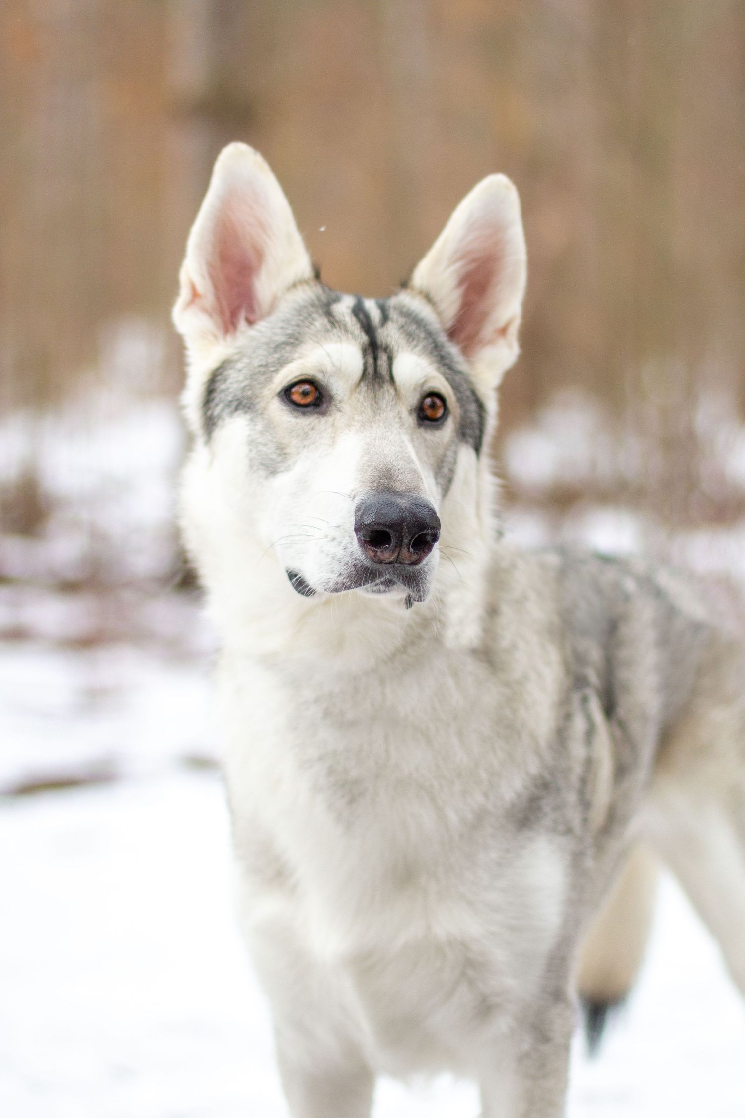 Remus, Northern Inuit, Lowell, Michigan