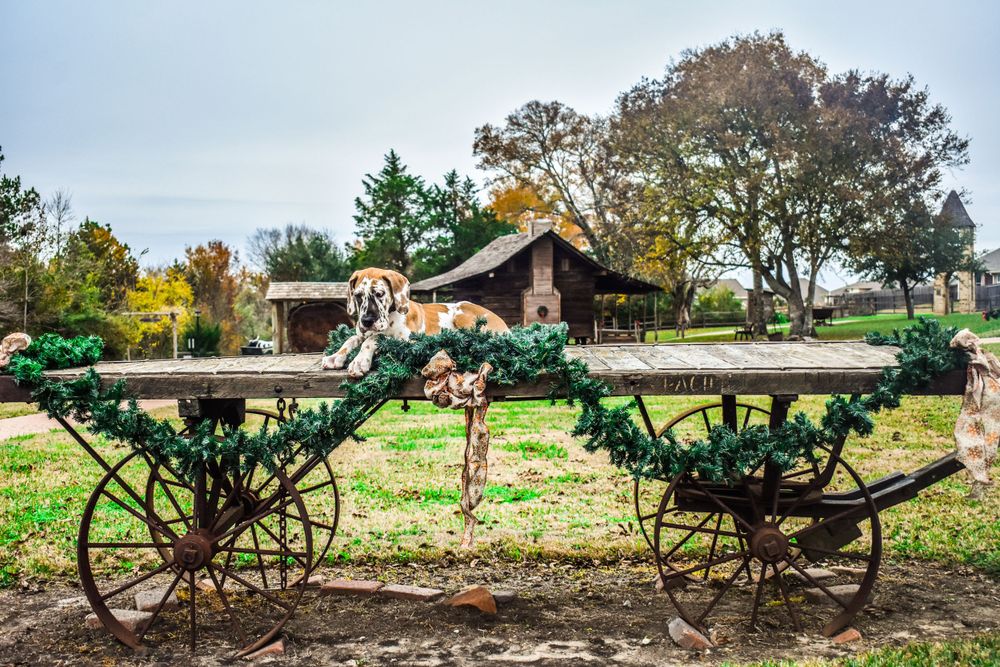 A black and white dog sits in front of vintage farm machinery and fall foliage.