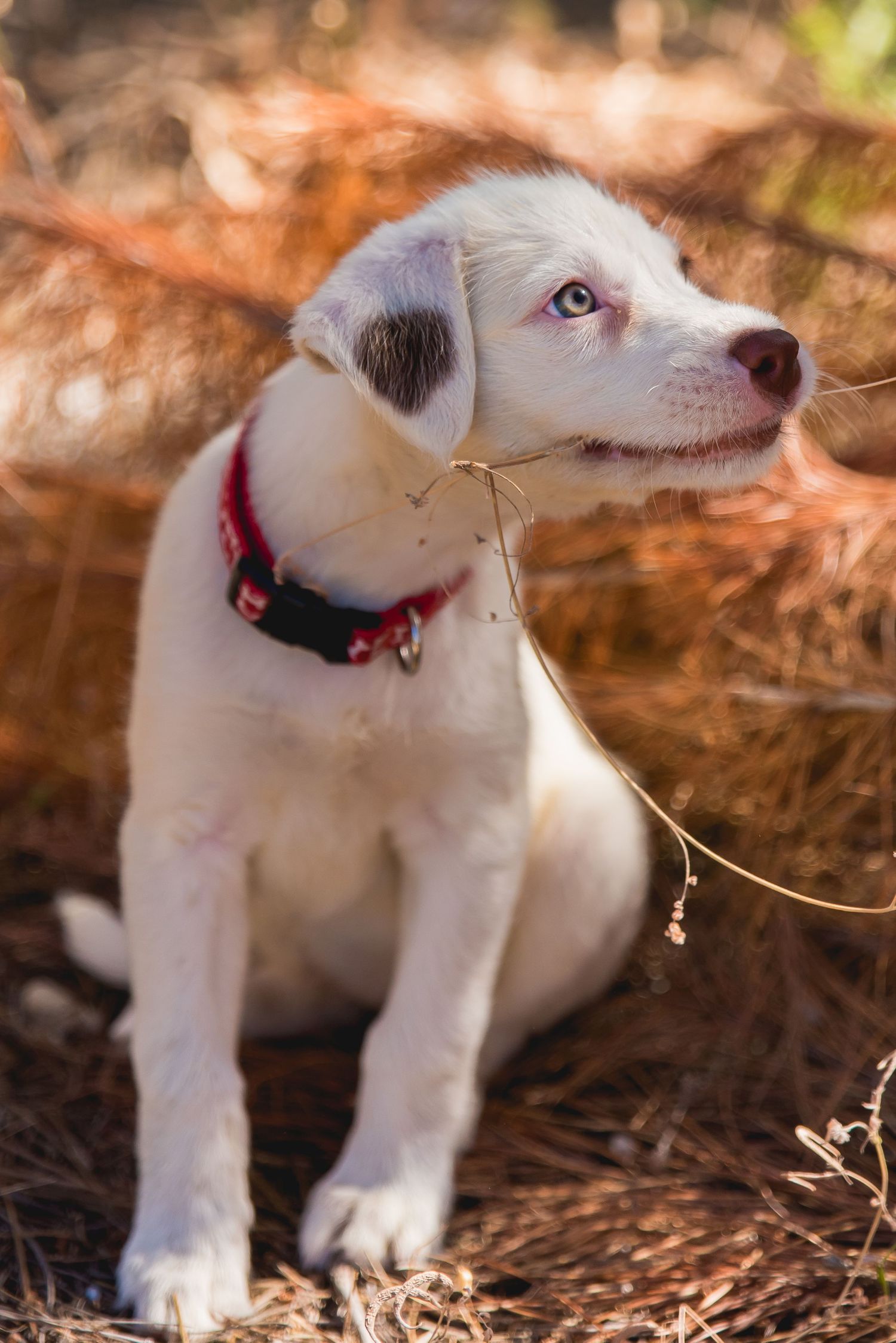 Puppy Portrait