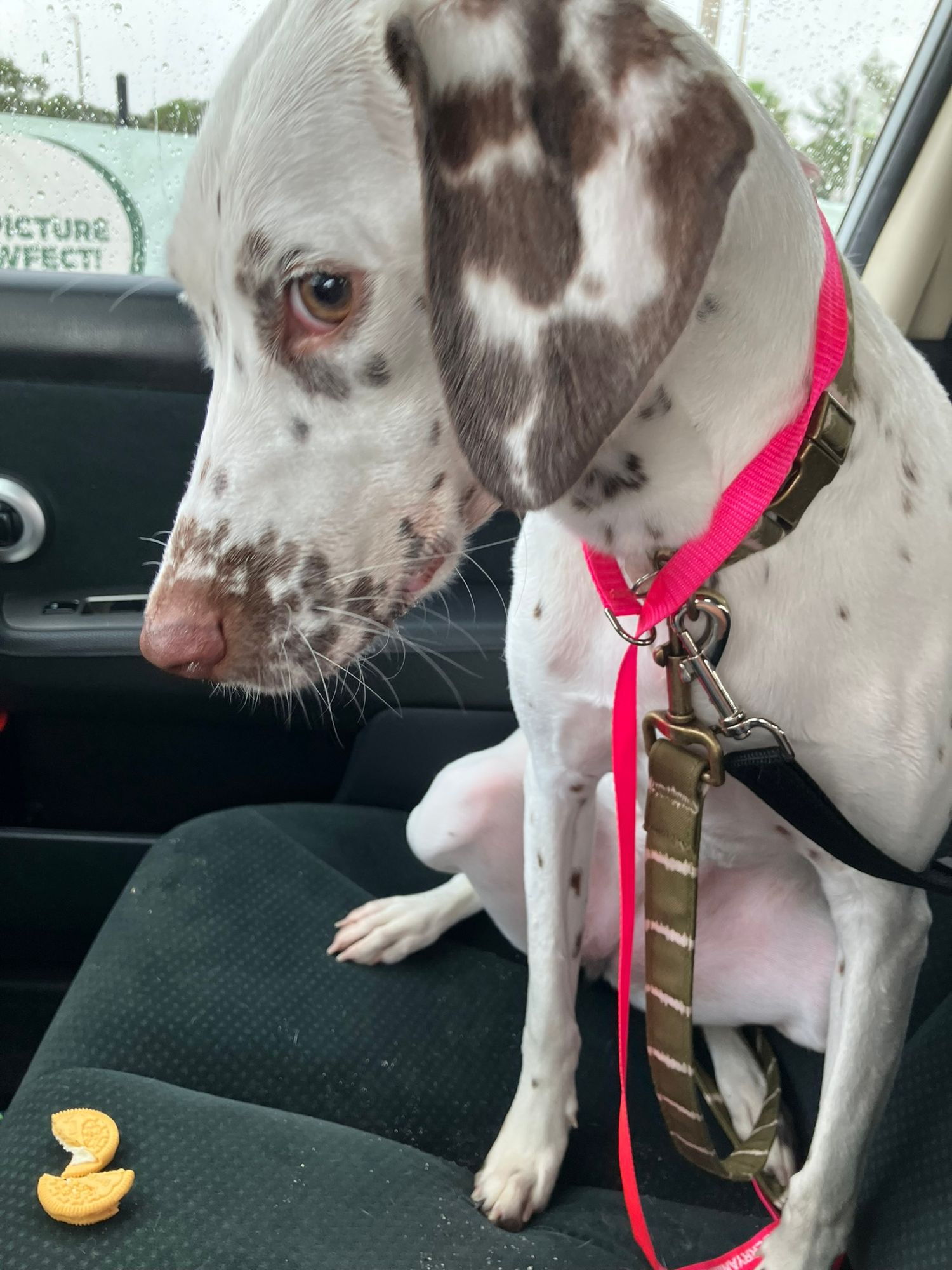 Maple was a bit shy at first.  Her day started out early in Gainesville, and I was driver #4 of 6 legs of transport