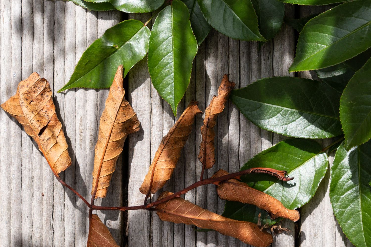 Glossy green leaves and dry brown seed pods rest against a vertical wooden fence, creating a striking contrast in texture and colour.