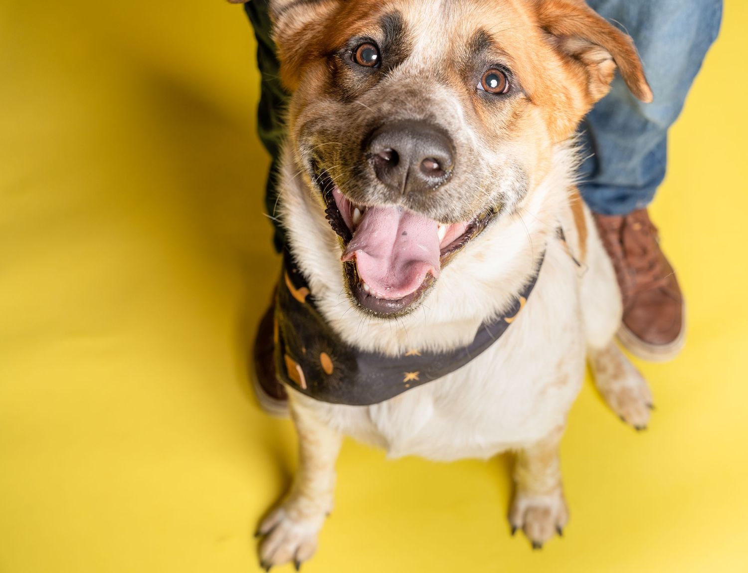 Studio portrait of a pyrenees mix looking up at the camera, set against a yellow backdrop in Kansas City, MO