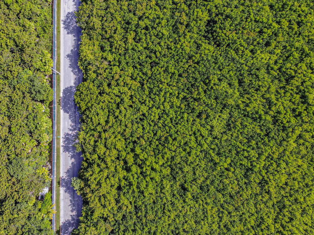 Aerial view of a lush green forest canopy alongside a narrow road with dappled sunlight filtering through the trees.