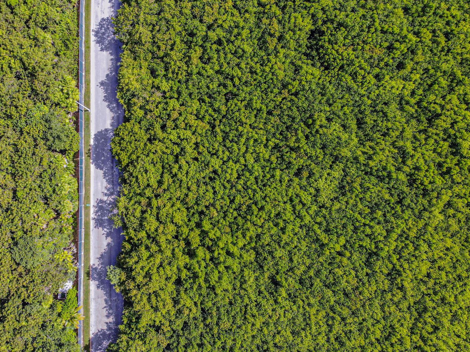 Aerial view of a lush green forest canopy alongside a narrow road with dappled sunlight filtering through the trees.