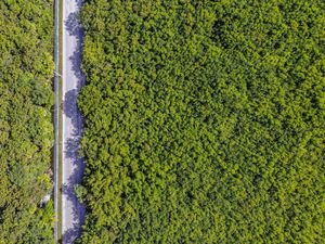 Aerial view of a lush green forest canopy alongside a narrow road with dappled sunlight filtering through the trees.