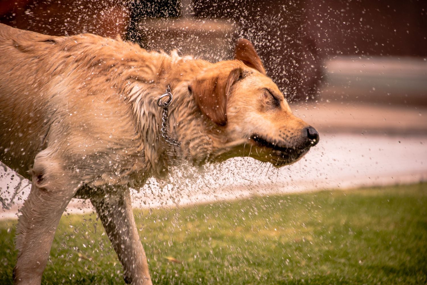 A wet golden Labrador shaking water off its fur outdoors on a sunny day near green grass.