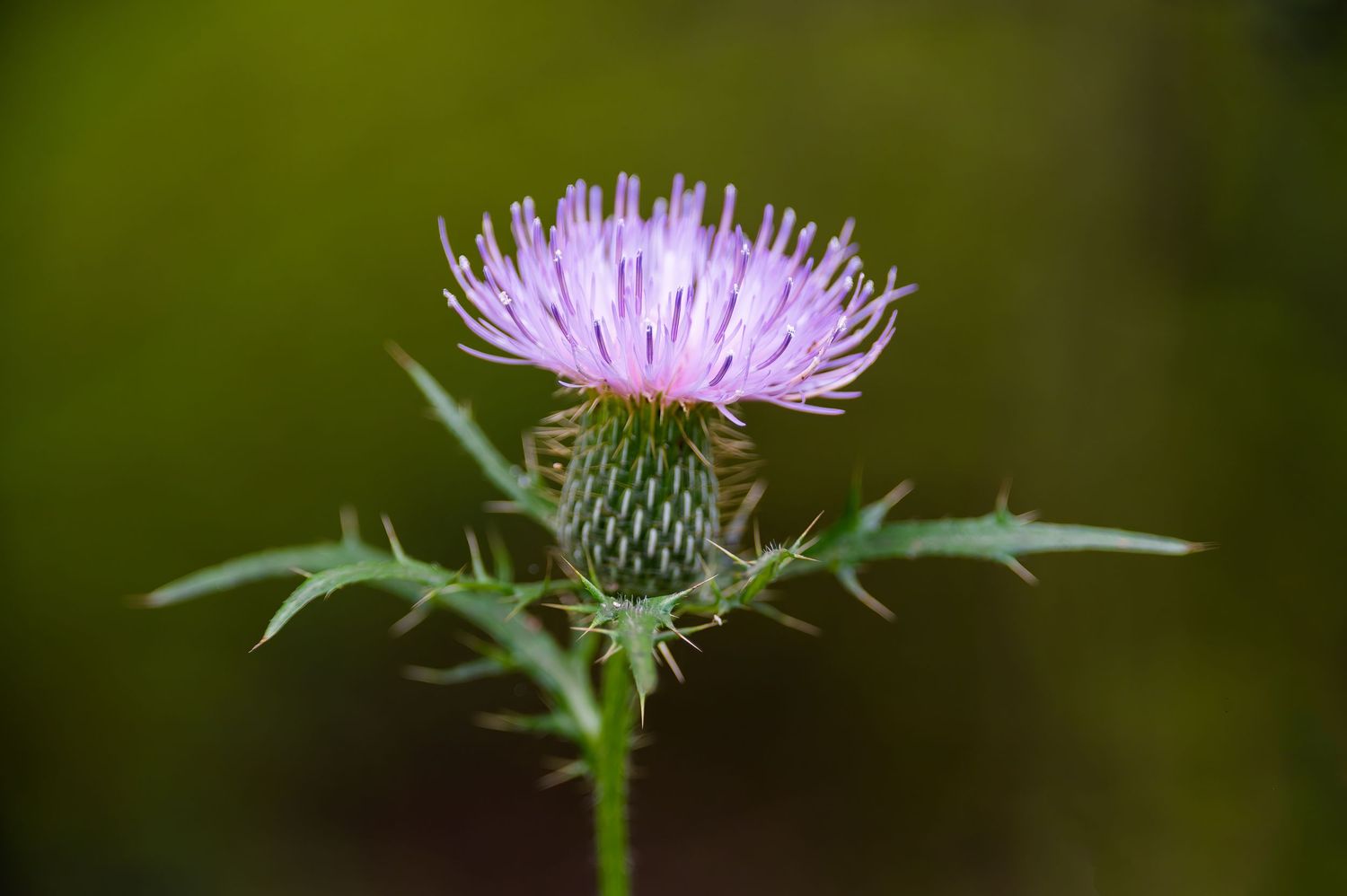 Close-up of a purple thistle flower with spiky green leaves against a blurred green background.