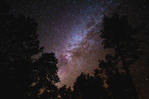Milky Way galaxy visible through silhouetted pine trees against a stunning purple and blue starry night sky.