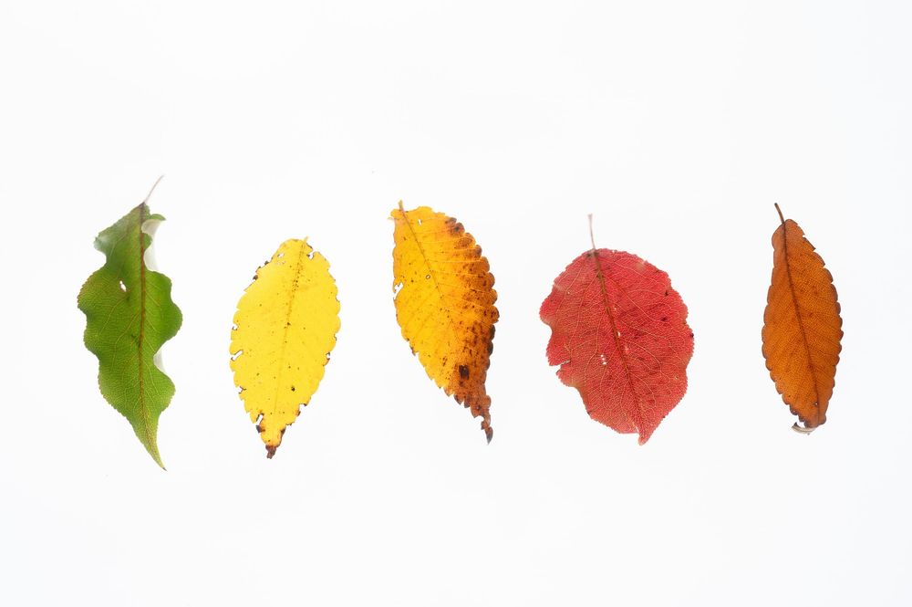 Five autumn leaves in green, yellow, orange, and red arranged in a row on a white background.