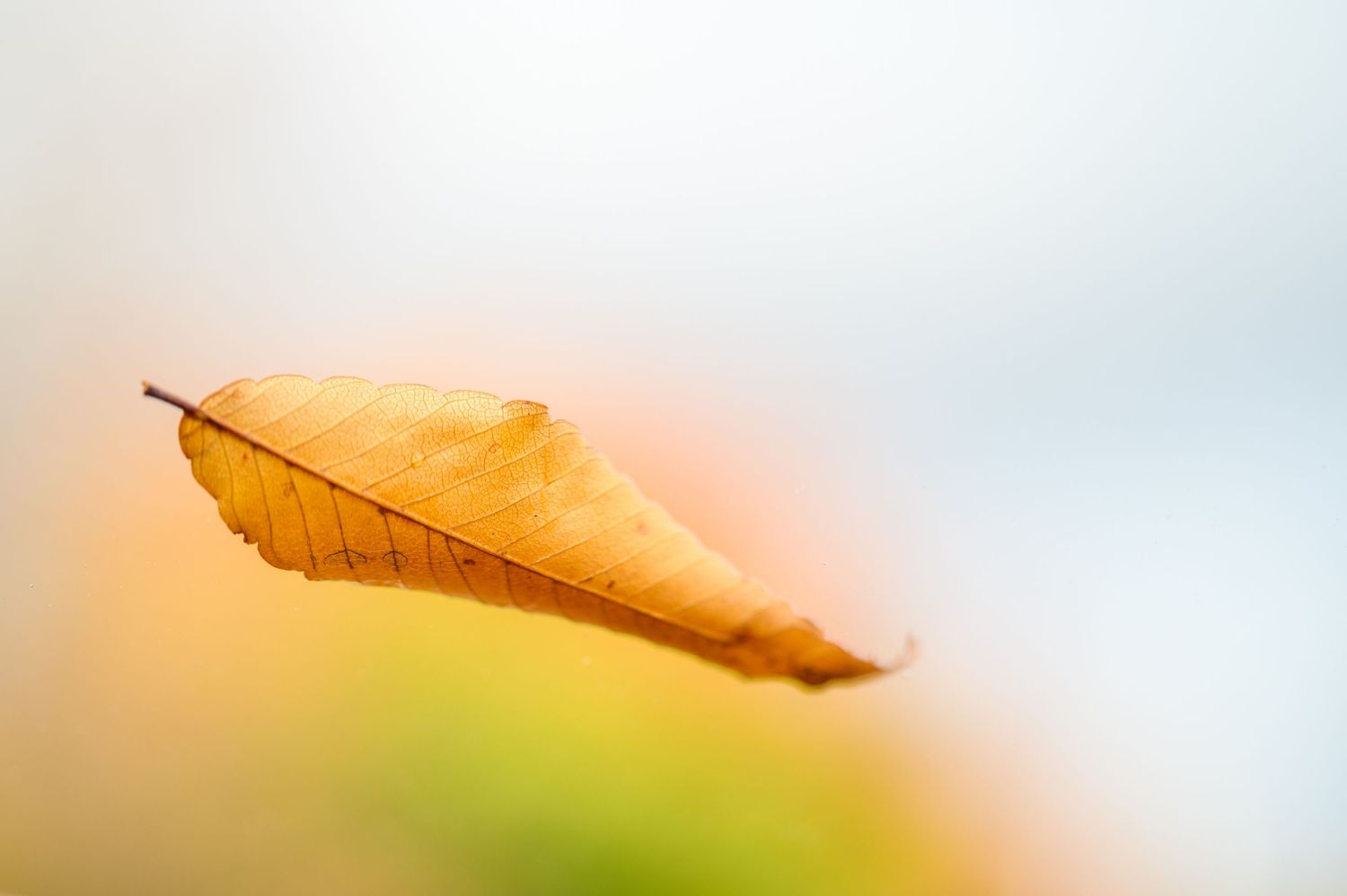 Single dried autumn leaf floating against soft blurred background in warm golden tones.