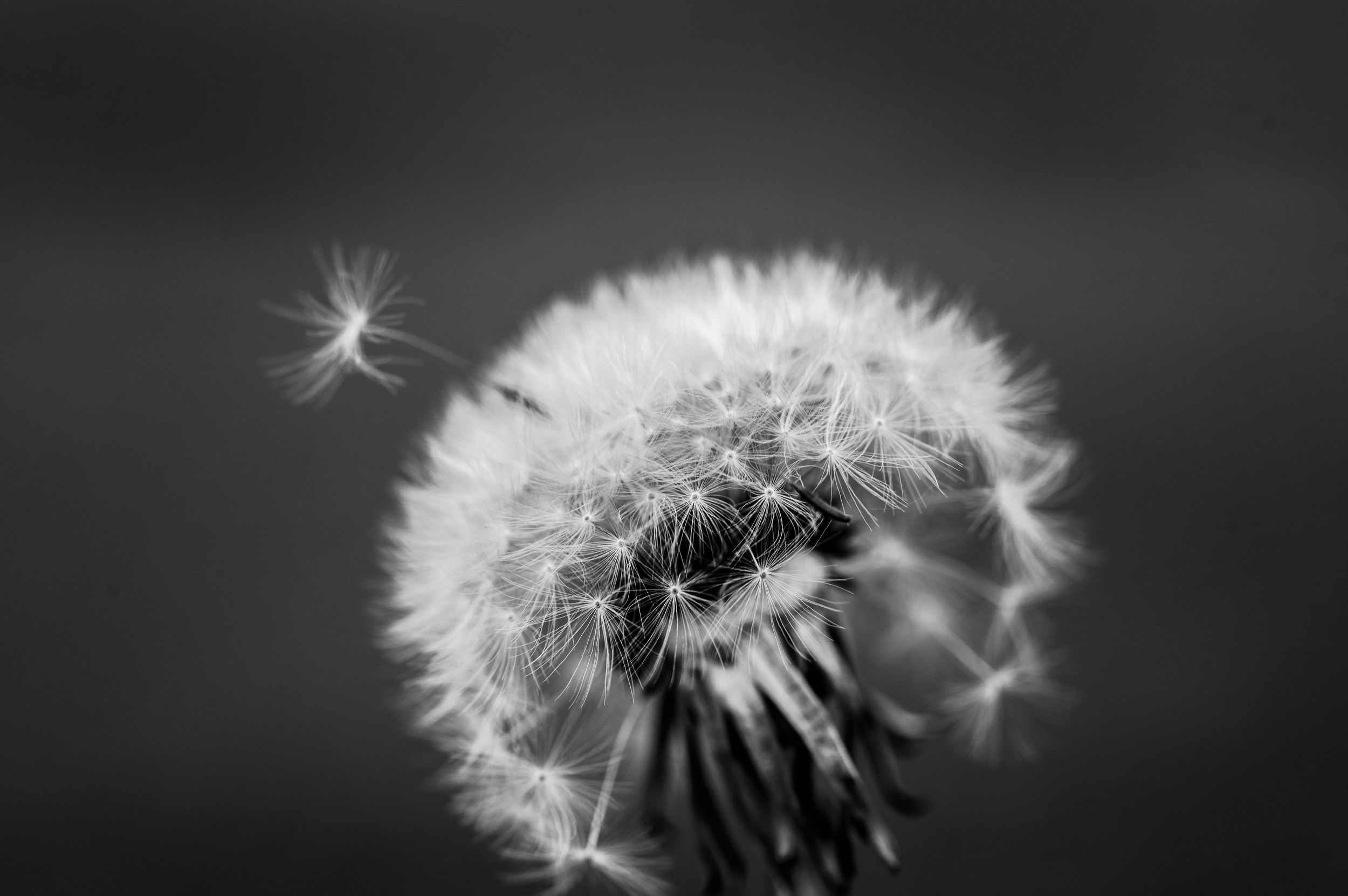 Black and white macro photo of a dandelion with a single seed floating away against a blurred background.