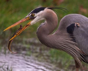 A great blue heron holds a freshly caught fish in its long orange beak near a grassy wetland.