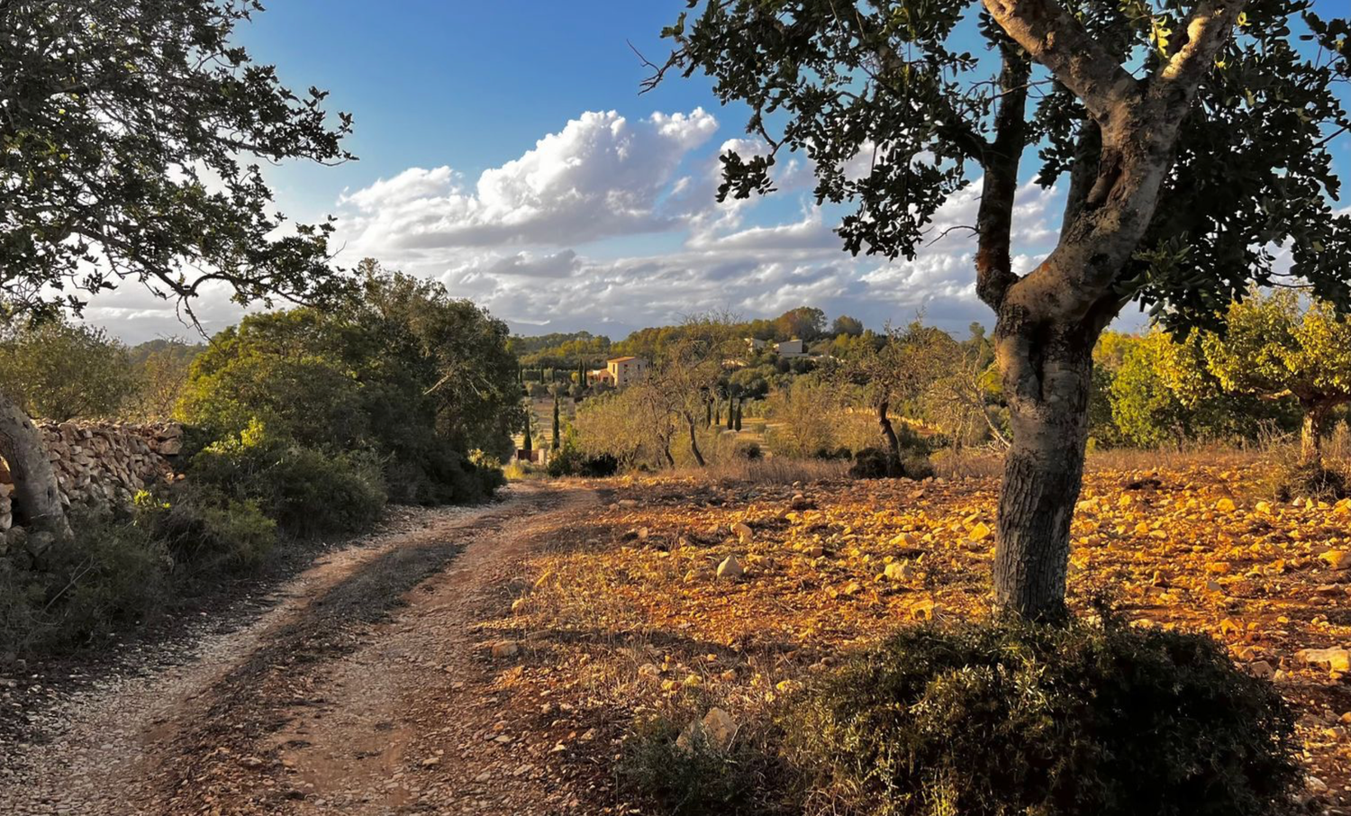 Dirt path winding through an autumn landscape with golden foliage and scattered oak trees under a partly cloudy sky.