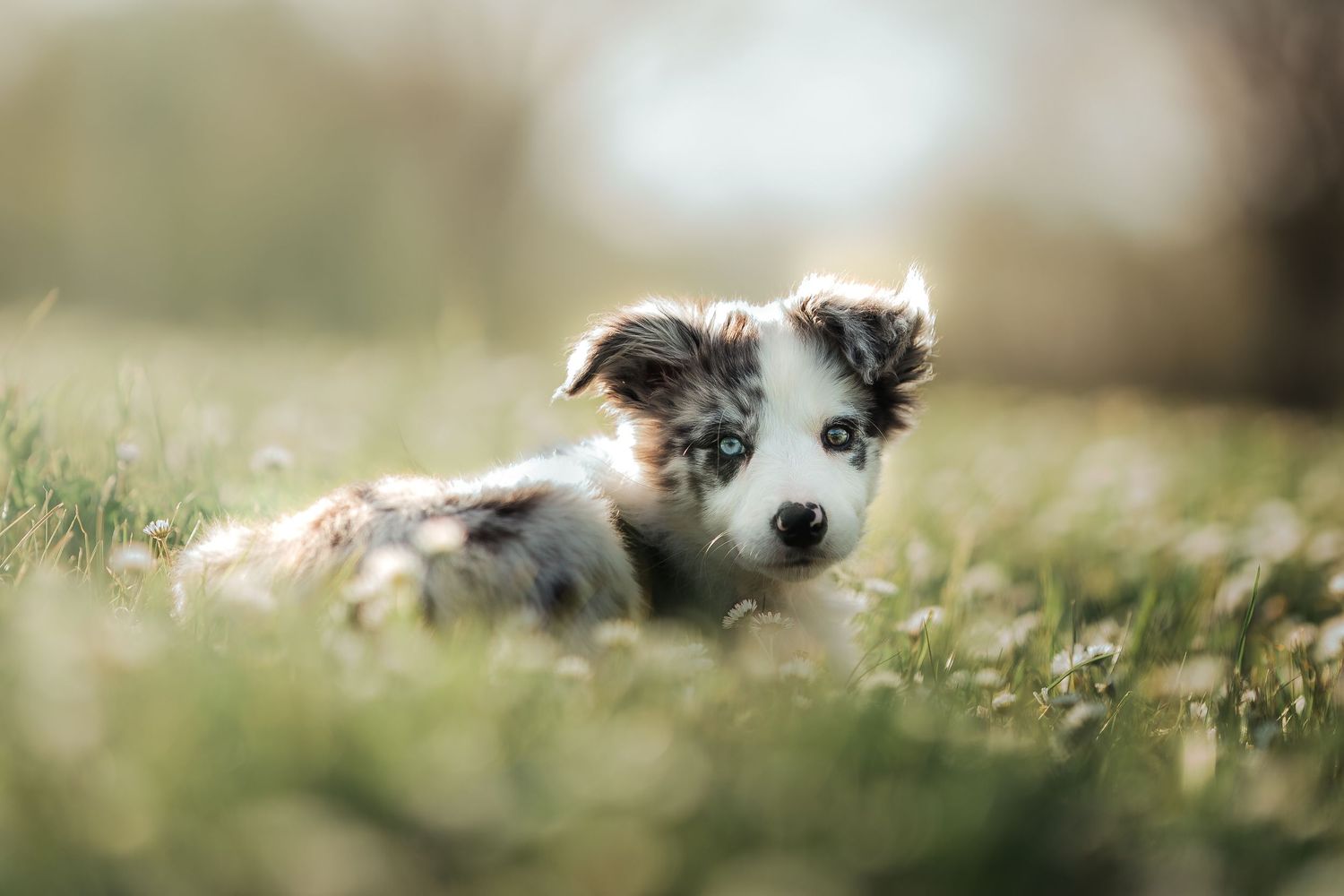 foto; fotografia; cane; fotografo; fotografo Firenze; Firenze; dog; dog photographer; photo; fotografo di cani; fotografo cani; cane;