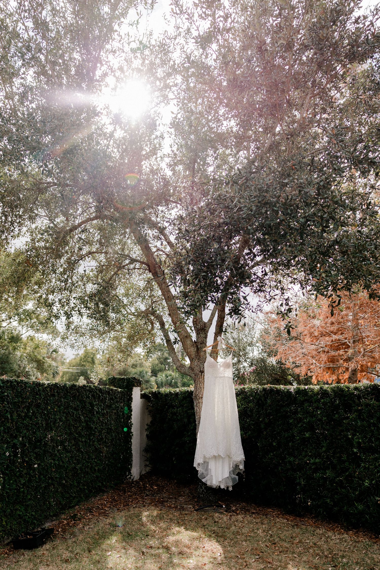 A white wedding dress hangs elegantly from a tree branch against a backdrop of green hedges and dappled sunlight.