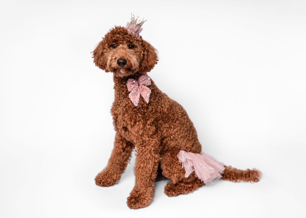 Chocolate brown poodle with pink bow poses against white background.