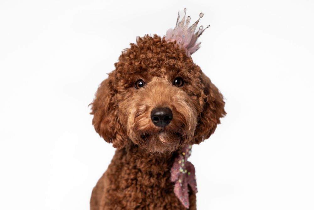 Brown poodle dog with curly fur looks playfully at camera against white background.