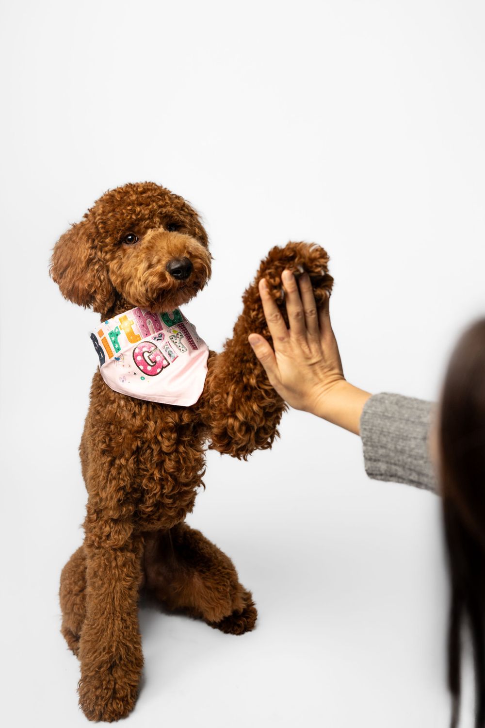 Fluffy brown poodle interacts with hand reaching from off camera.