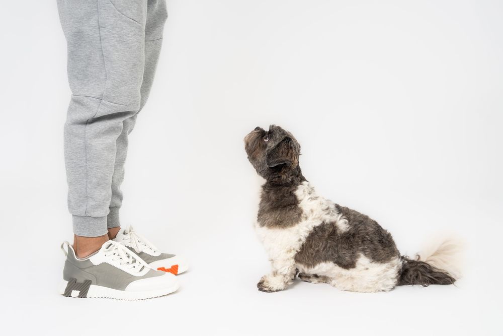 Small dog following treats held by person in gray pants against white background.
