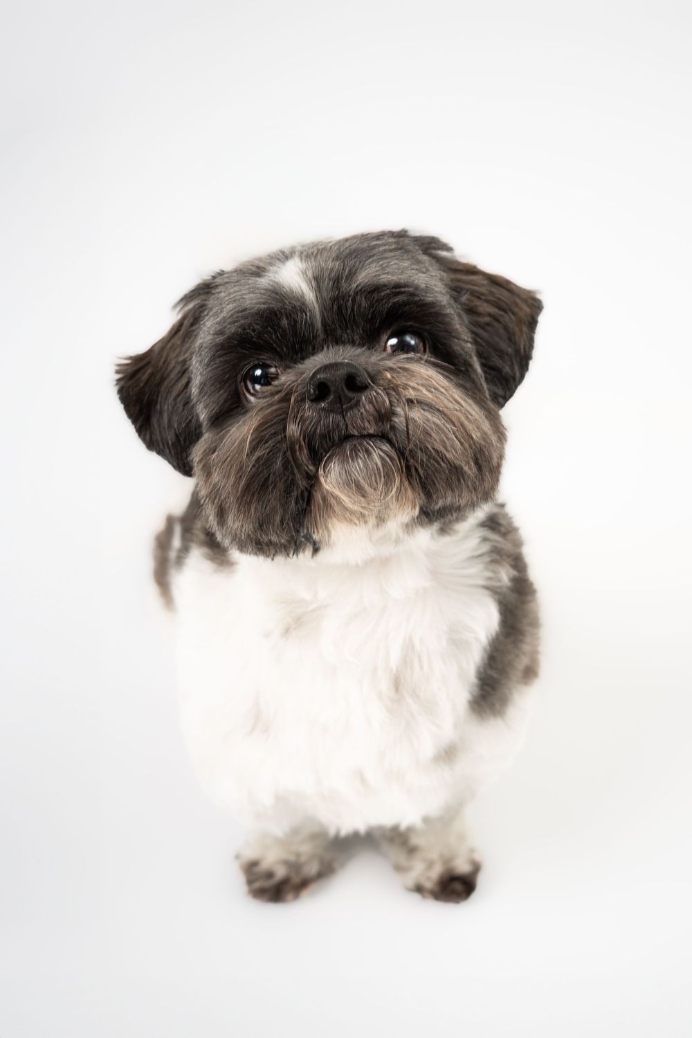 Black and white Shih Tzu dog looking up against white background.