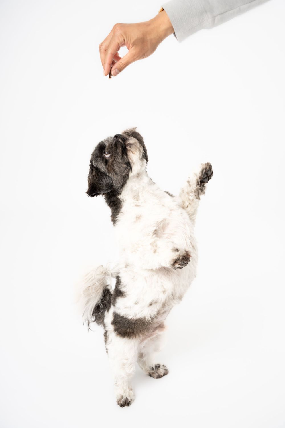Playful Shih Tzu dog being lifted against white studio background.