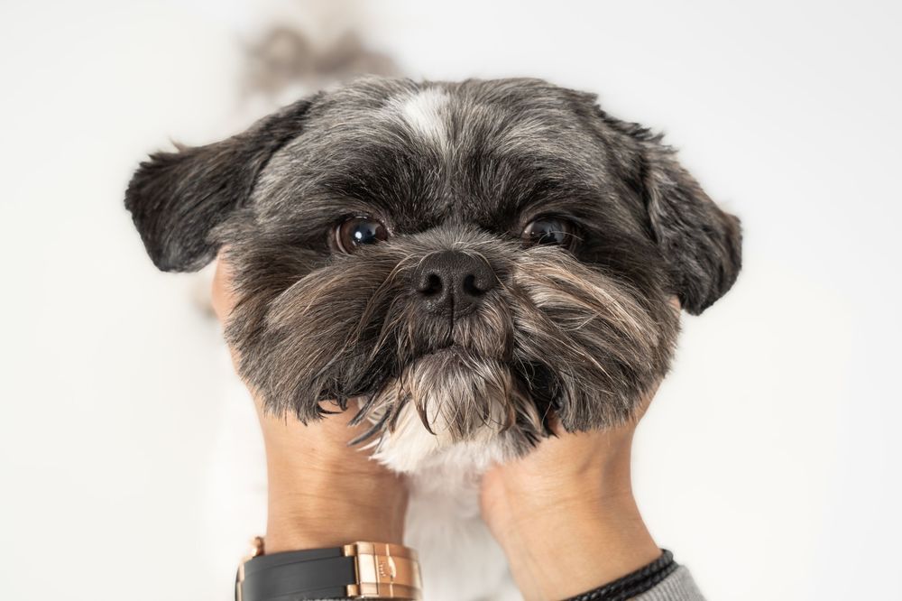 A small black and white Shih Tzu dog's face being held up by hands wearing a watch.