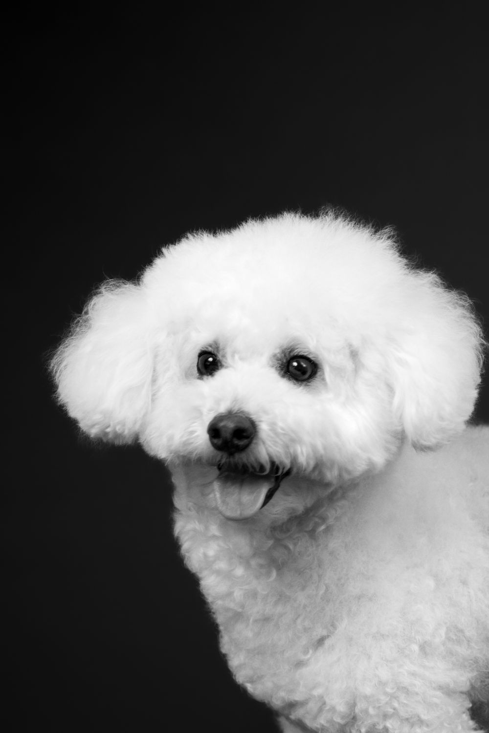 Close-up portrait of white Bichon Frise dog against black background.