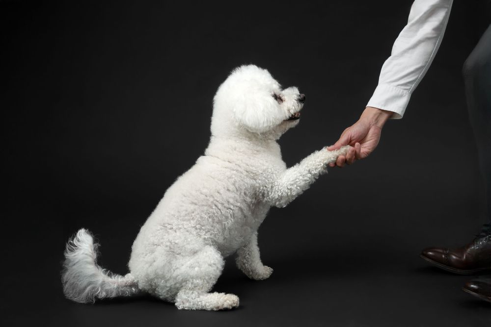 White Bichon Frise dog playing on black background.