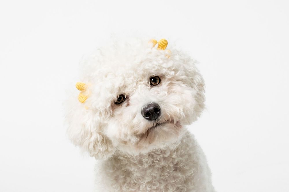 Adorable white Bichon Frise dog with yellow hair clips looking at camera against white background.