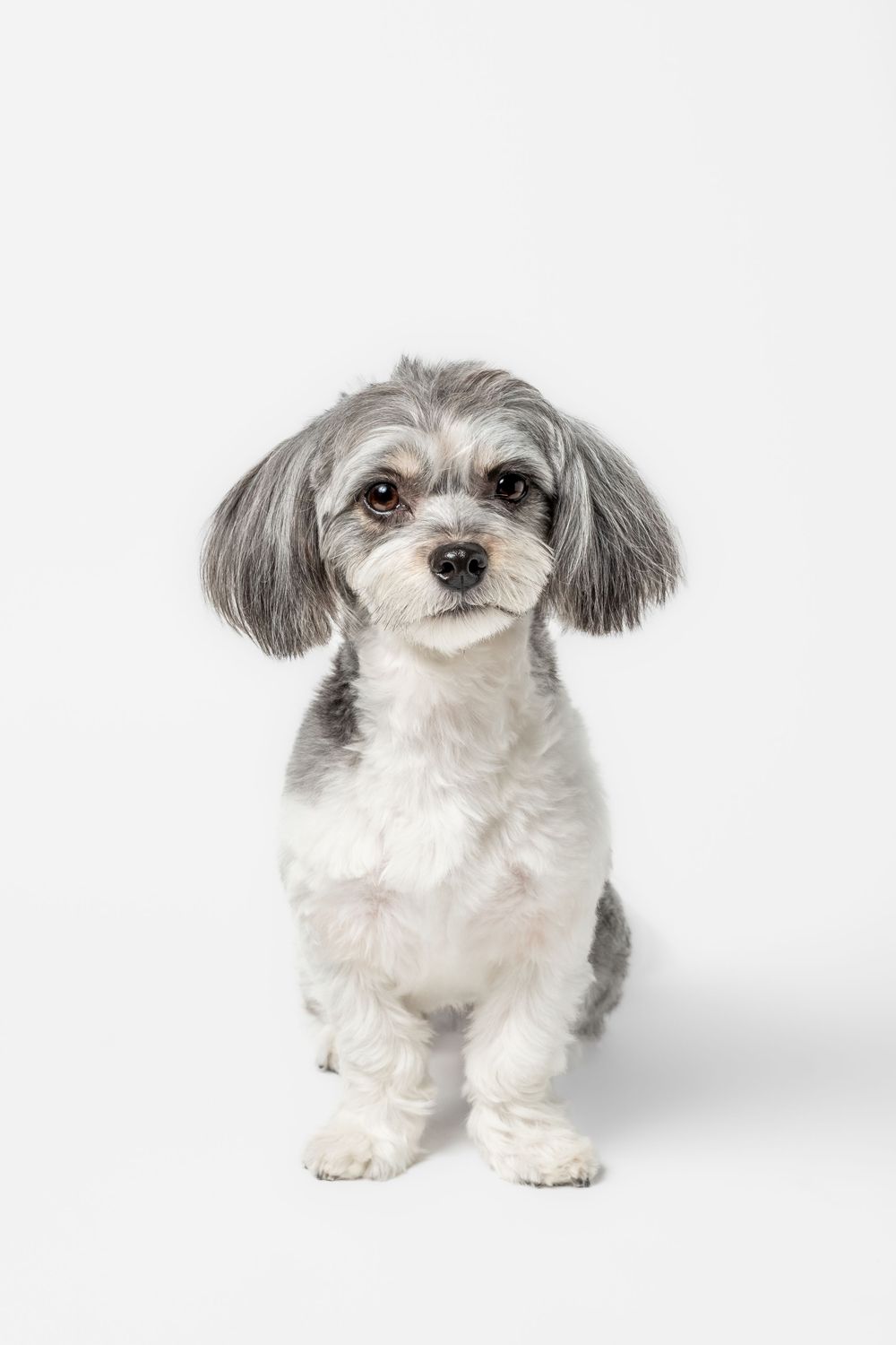 Small white and grey dog with fluffy ears photographed from different angles on white background.
