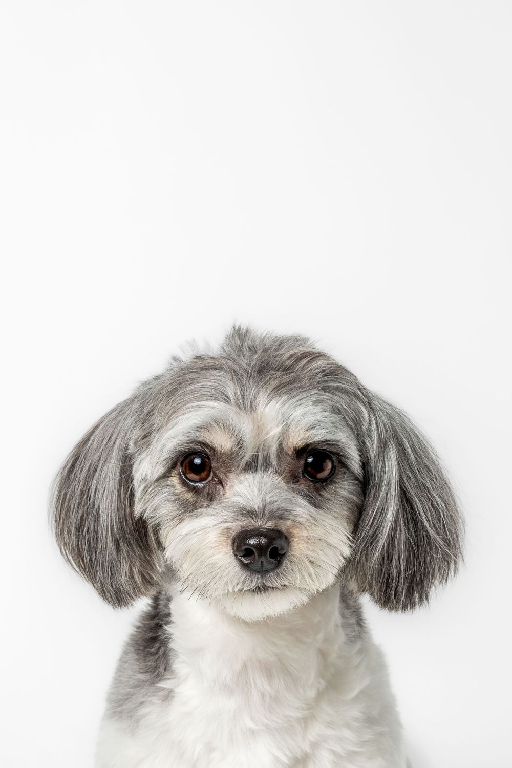 Close up portraits of a white and grey mixed breed dog with expressive eyes.