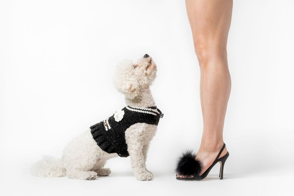 White dog in black outfit looking up at woman's leg in high heel against white background.