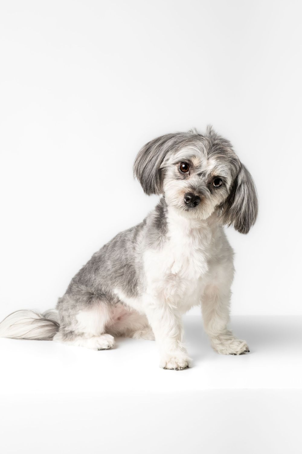 Small white and grey dog shown in various resting poses against white backdrop.