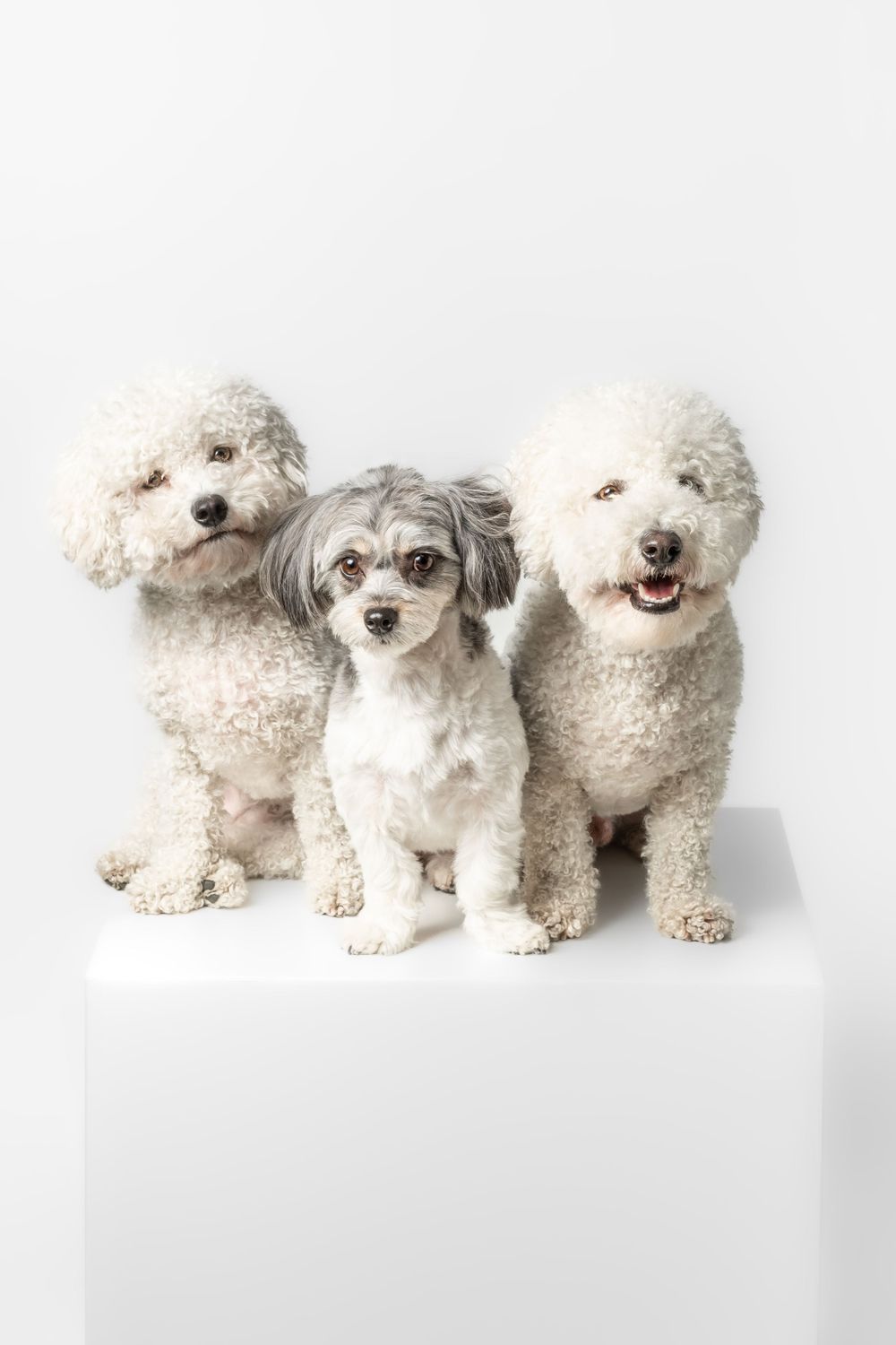 Three small dogs including two white Bichon Frises and one grey mixed breed posing against white background.