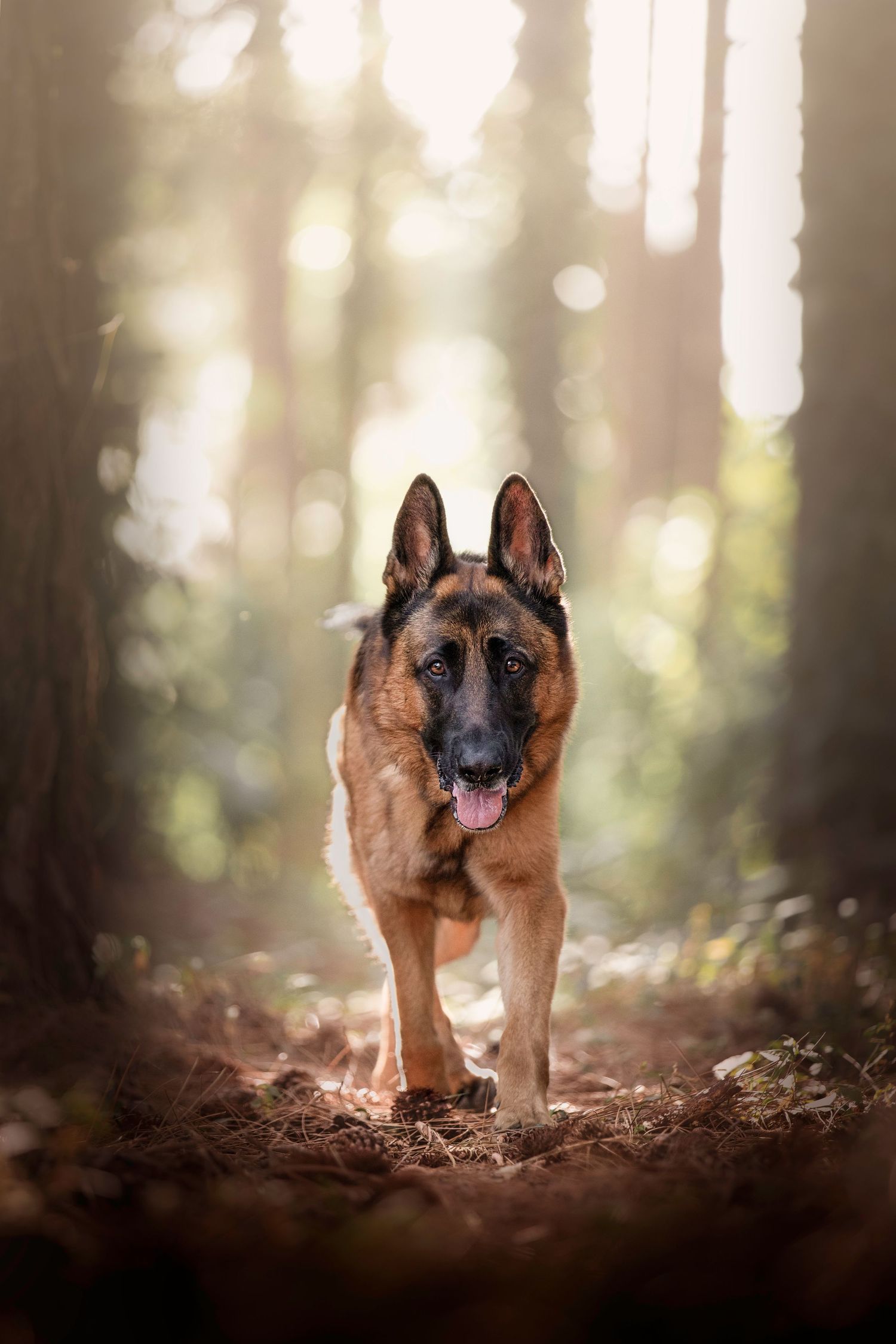 Saint walking through a forest