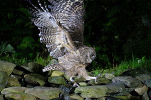 Owl with spread wings hunting on rocky ground at night.