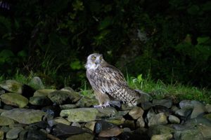 Great horned owl perched on stone wall in nighttime setting.
