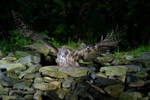 Owl catching prey among rocks in dark natural setting.