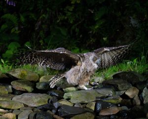 Owl with outstretched wings landing on stone wall during night hunt.