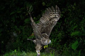 Great horned owl spreading its wings in flight against dark foliage.