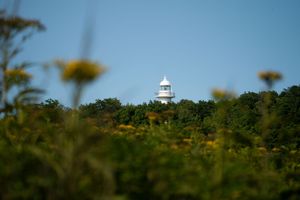 White lighthouse visible through wildflowers on a hilltop against blue sky.
