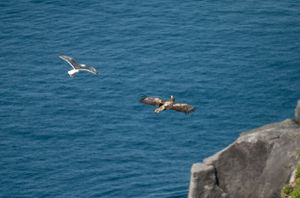 Seabirds gliding past rocky coastal cliffs over bright blue ocean waters.