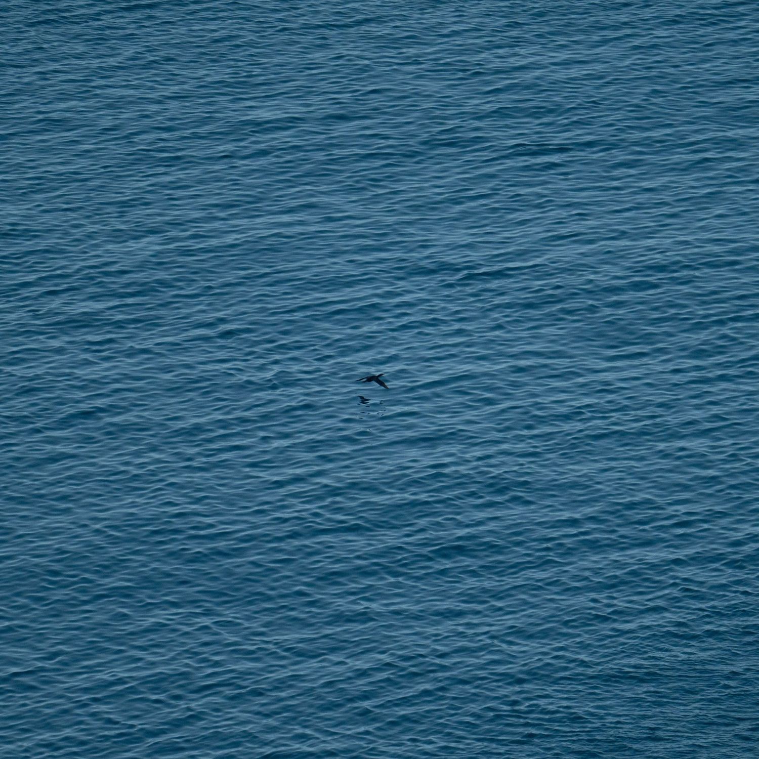 Seabirds flying gracefully over calm blue ocean waters on a clear day.
