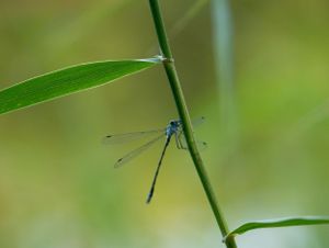 Blue dragonflies perched on green plant stems against a blurred natural background.