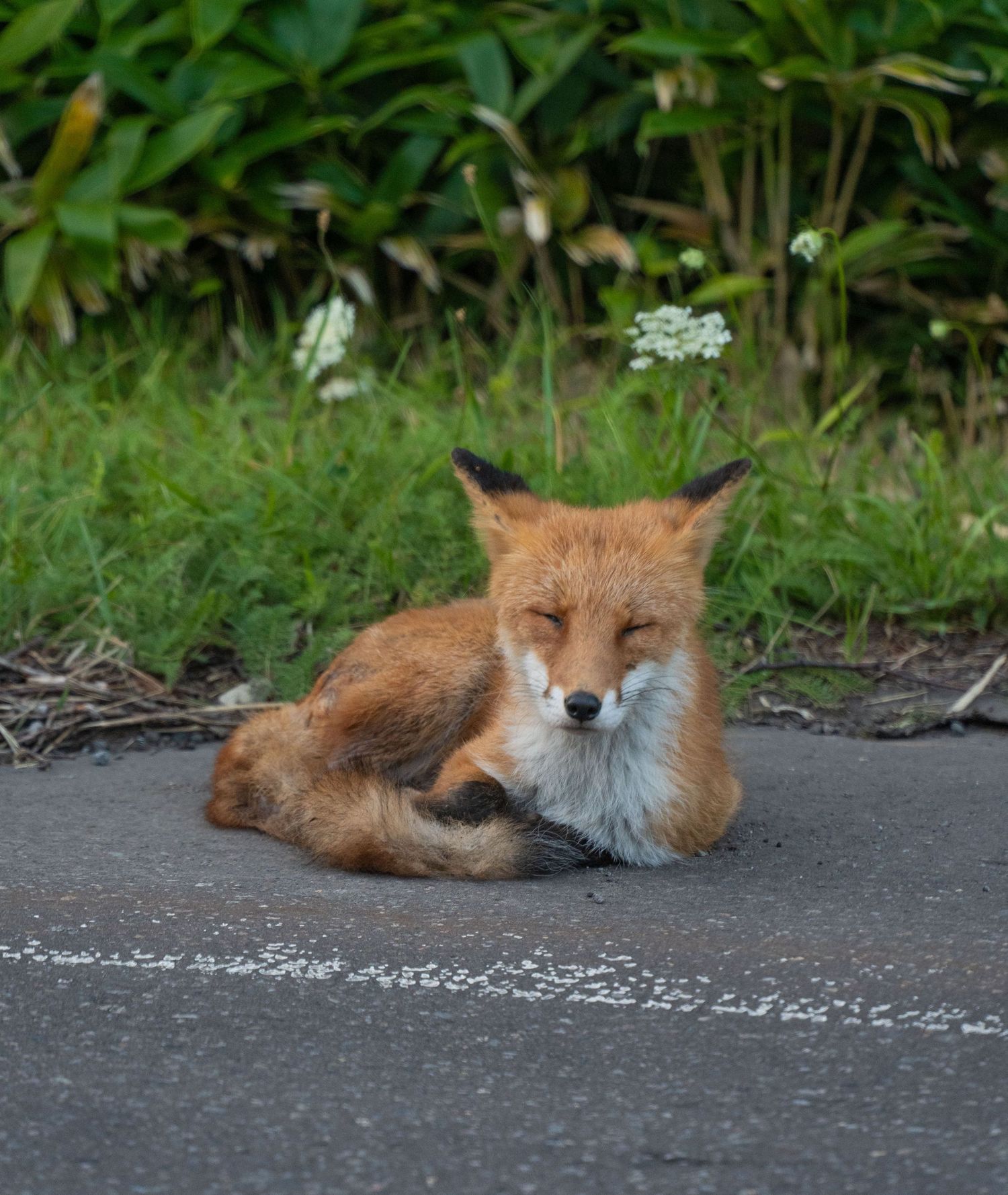 Red fox resting on pavement surrounded by lush green vegetation.