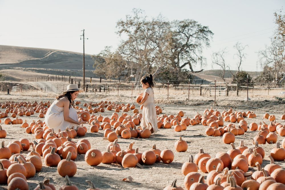 People in white dresses walking through large pumpkin patch field.