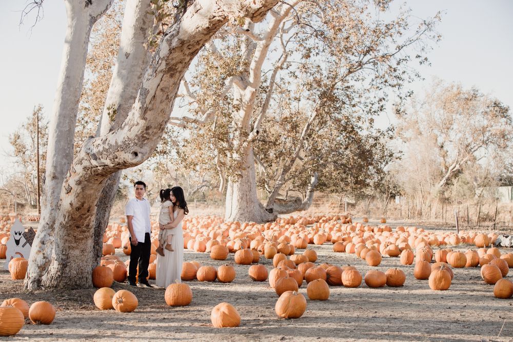 A large pumpkin patch filled with orange pumpkins scattered beneath tall sycamore trees on a sunny autumn day.