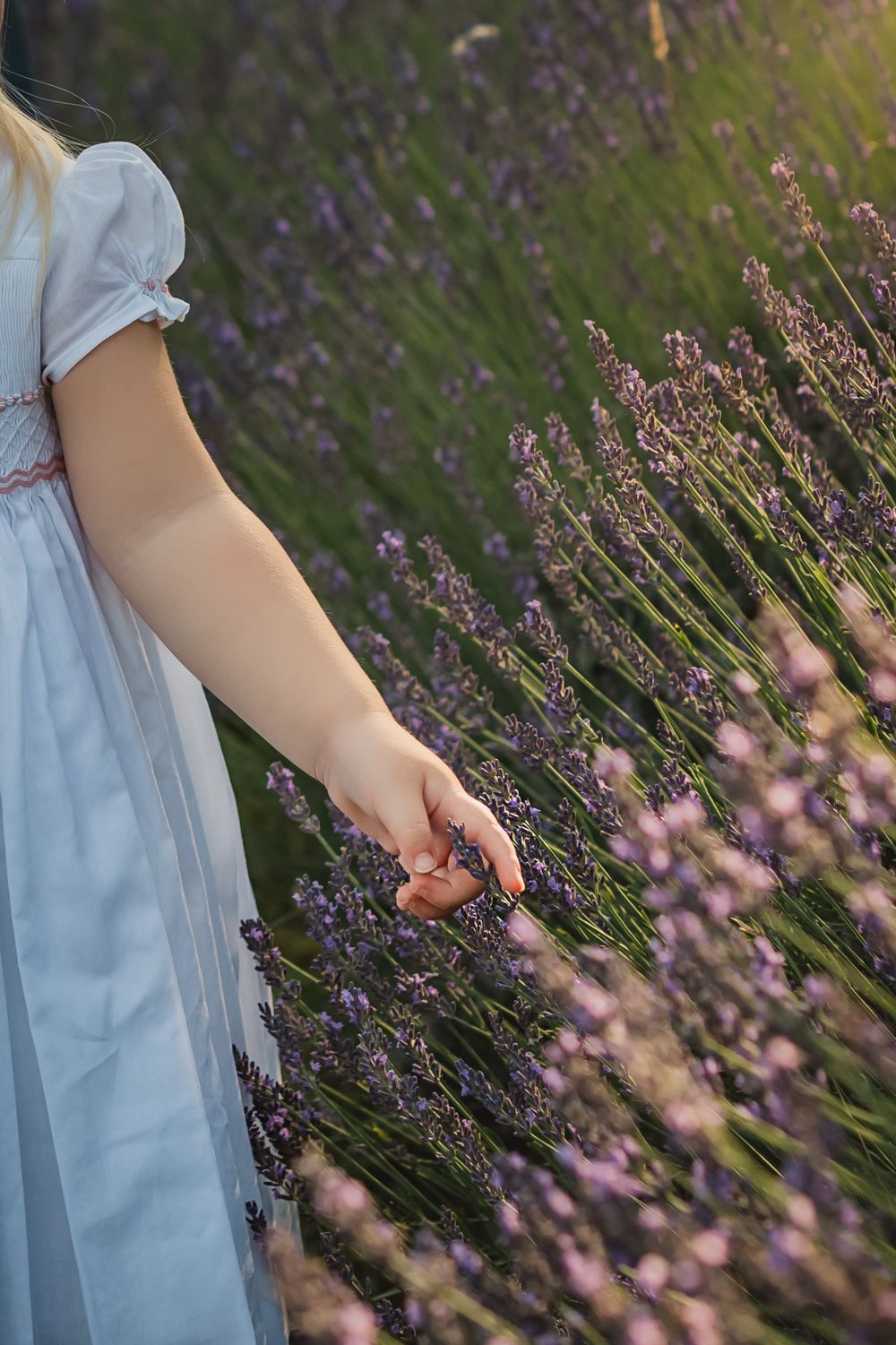 tiny hand reaches out to touch a sunkissed lavender flower bloom