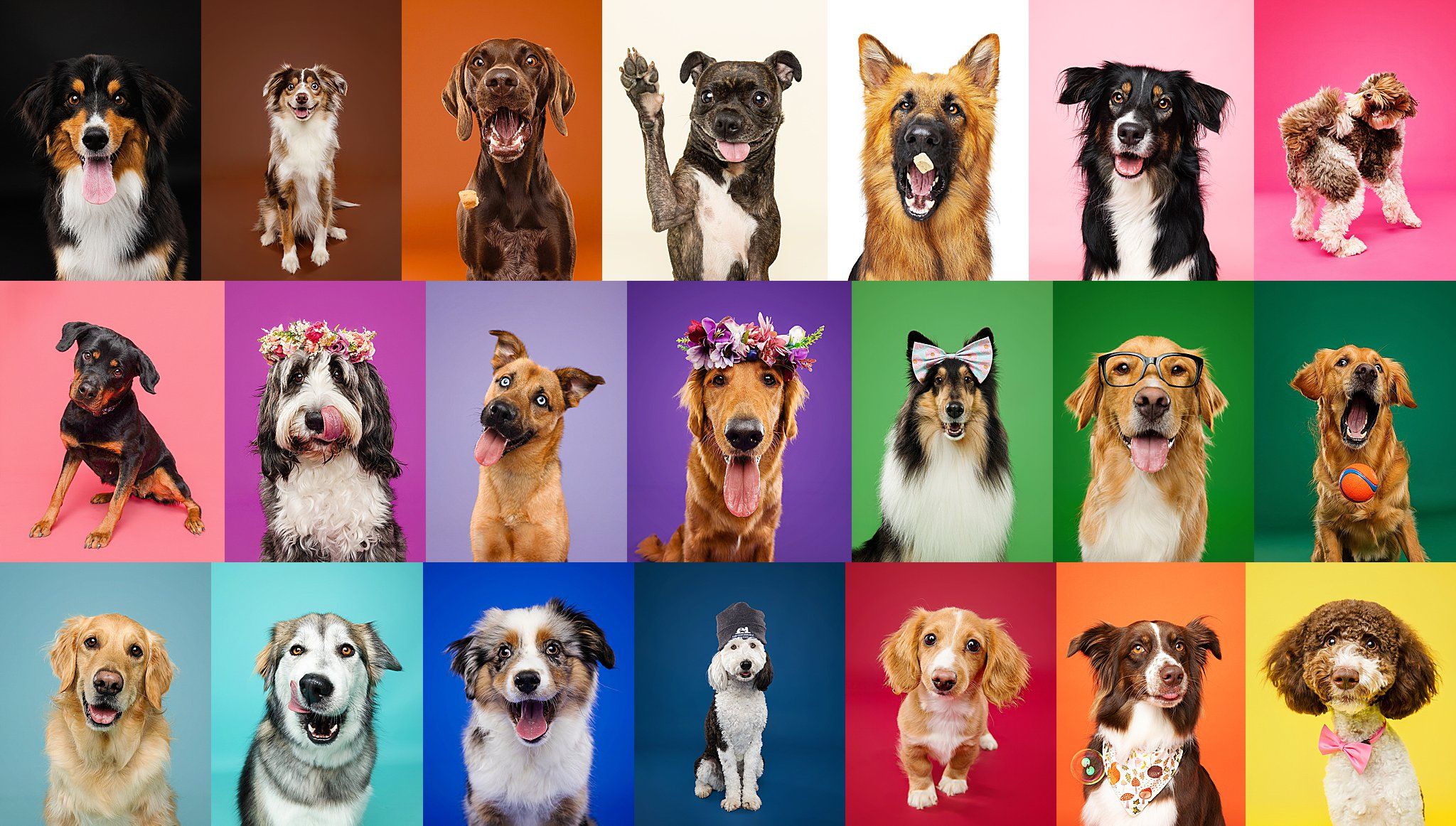 Grid of colorful dog portraits showing various breeds with different expressions.