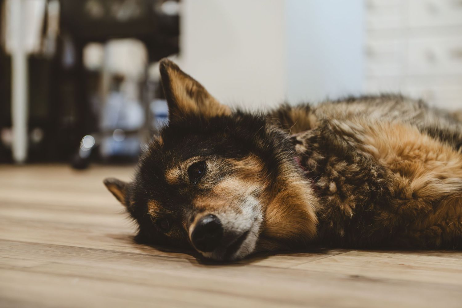 Sleepy dog